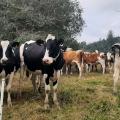 Un troupeau de vaches laitières