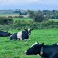 Un troupeau de vaches laitières