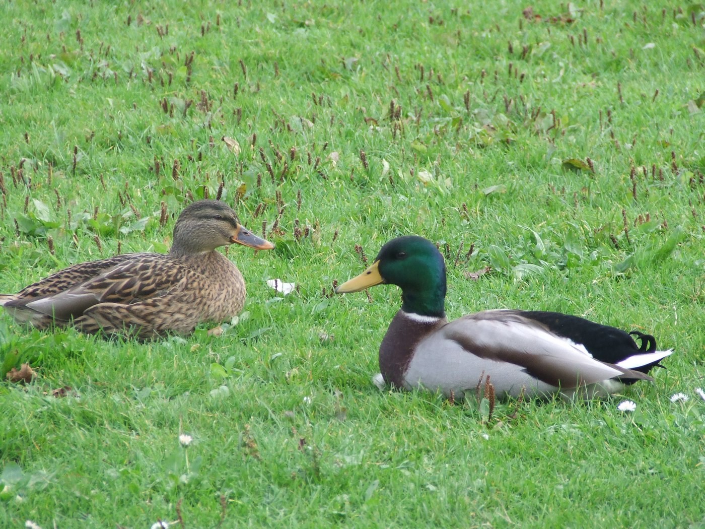 Madame et monsieur Colvert