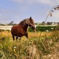 Chevaux autour des rochers de Barraoc