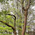 Dans les bois de l'étang de  Villeneuve