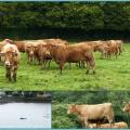 Un beau troupeau de vaches allaitantes avec leurs petits veaux(de race limonsine)