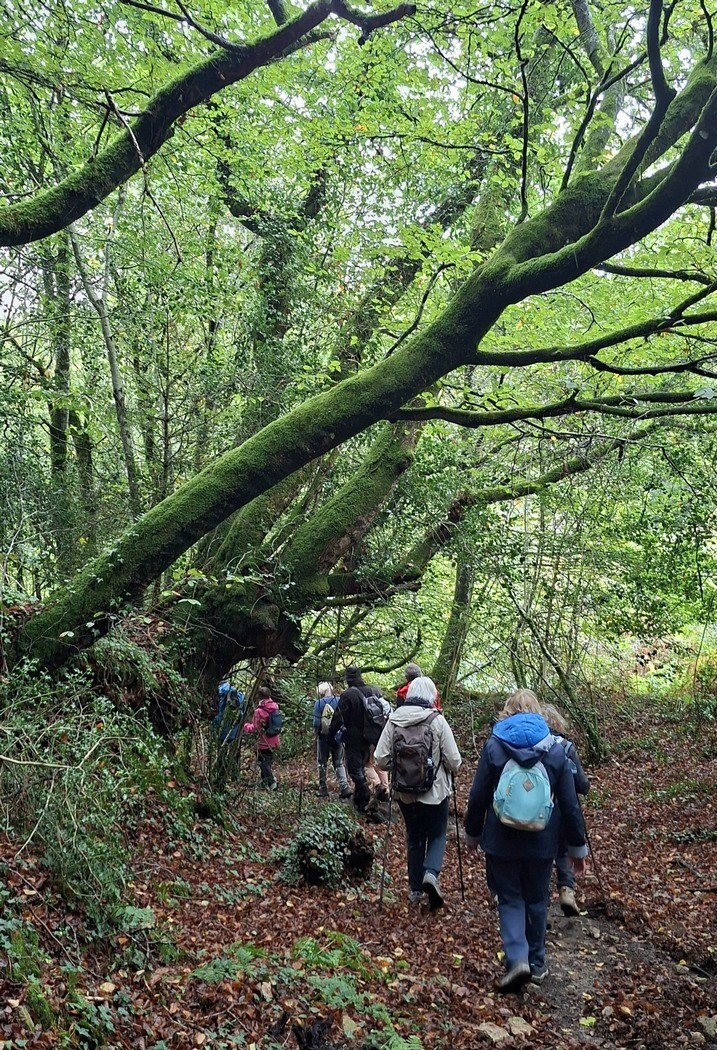 Dans les bois prés de la vallée de l'Elorn