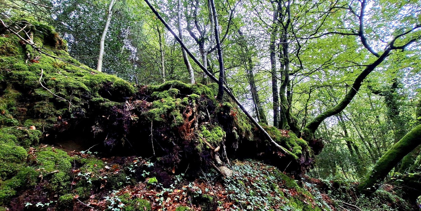 Dans les bois