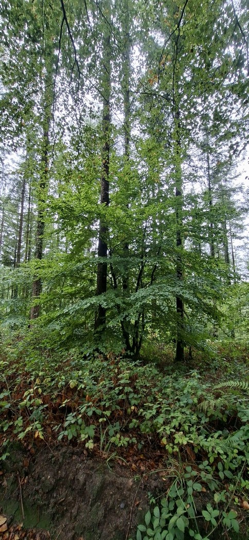 Dans les bois