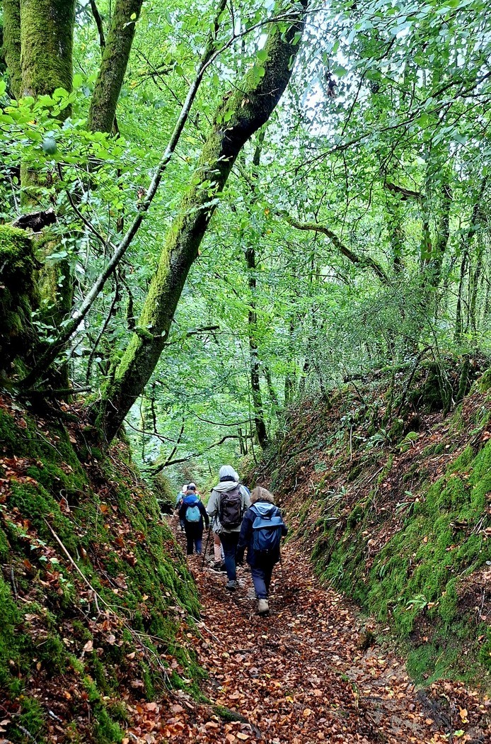 Dans les bois