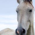 Un cheval blanc