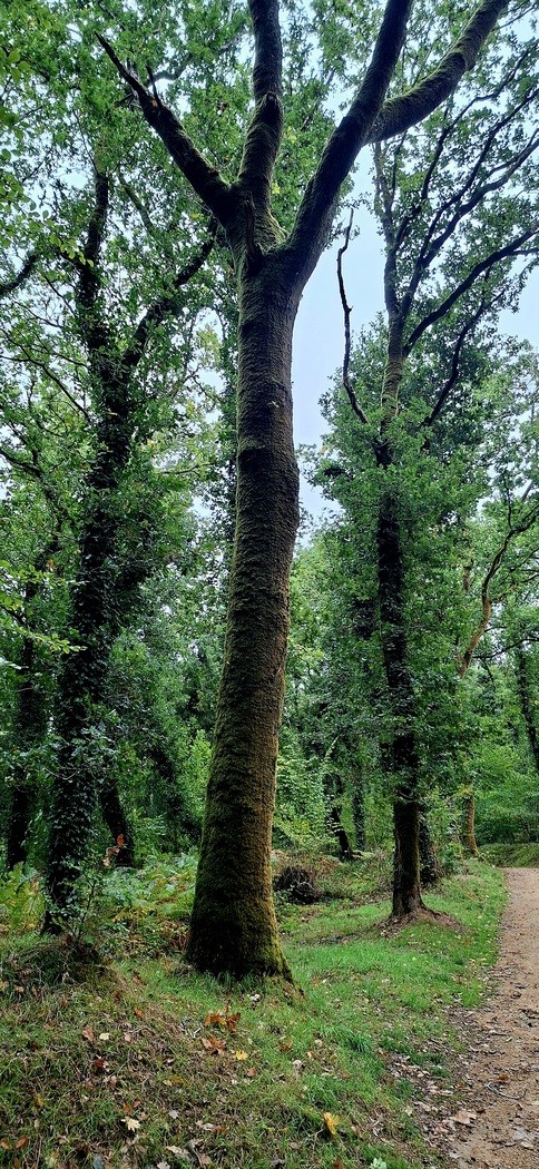Dans les bois