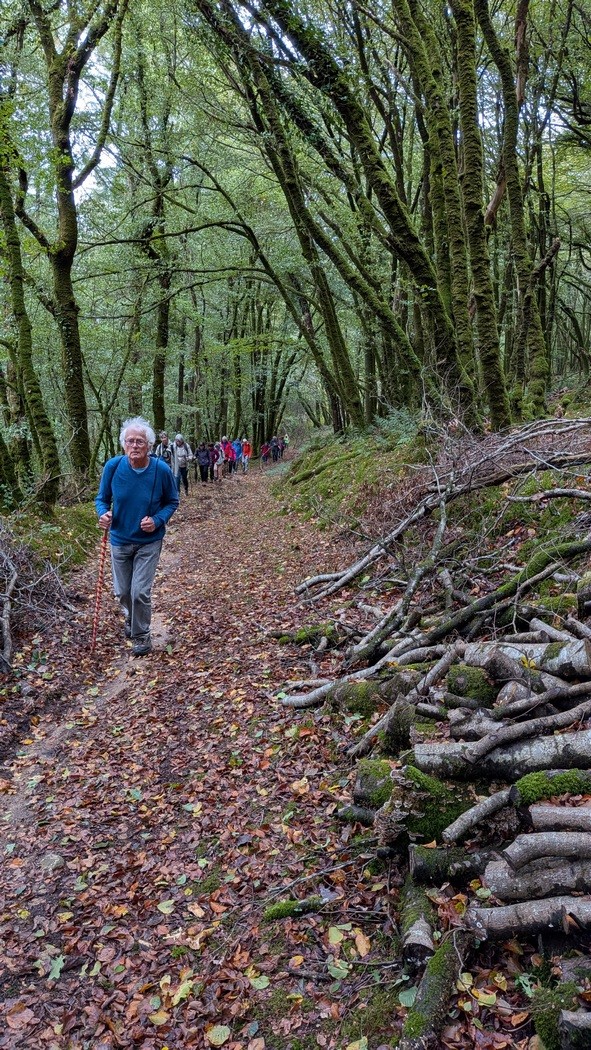 Dans les bois