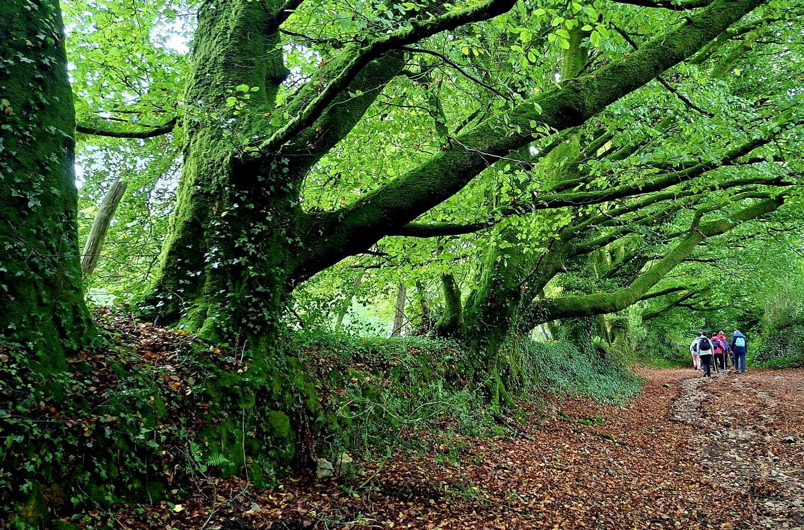 Dans les bois