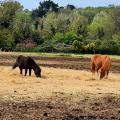 Les chevaux du Centre équestre