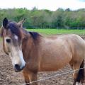 Les chevaux du Centre équestre