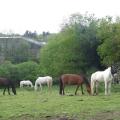 Les chevaux du Centre équestre