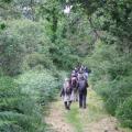 Chemin dans la nature pour le retour