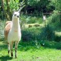 Le lama pris par Bernard