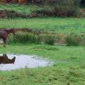 Le cheval de monsieur Guiziou ?