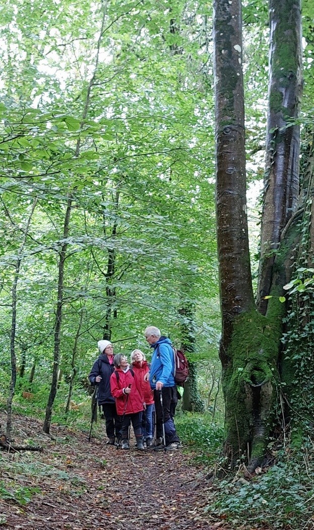 Sentier dans les bois