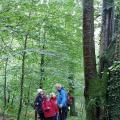 Sentier dans les bois