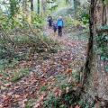 Sentier dans les bois