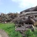 Bois stocké après la tempête