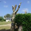 Sculpteur sur bois