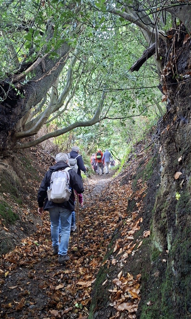 Dans les chemins creux