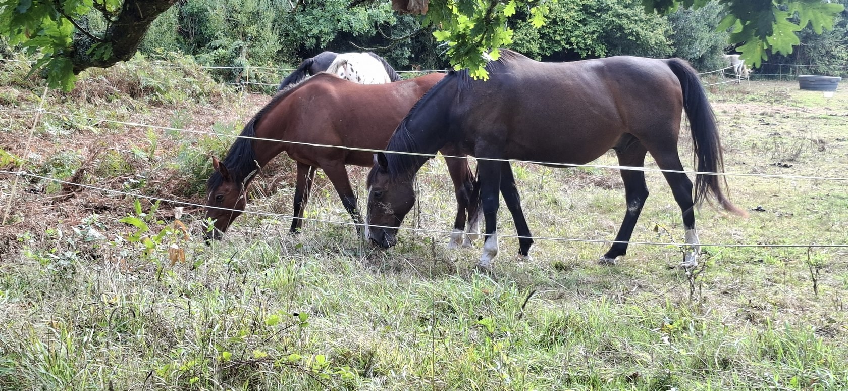 Des chevaux
