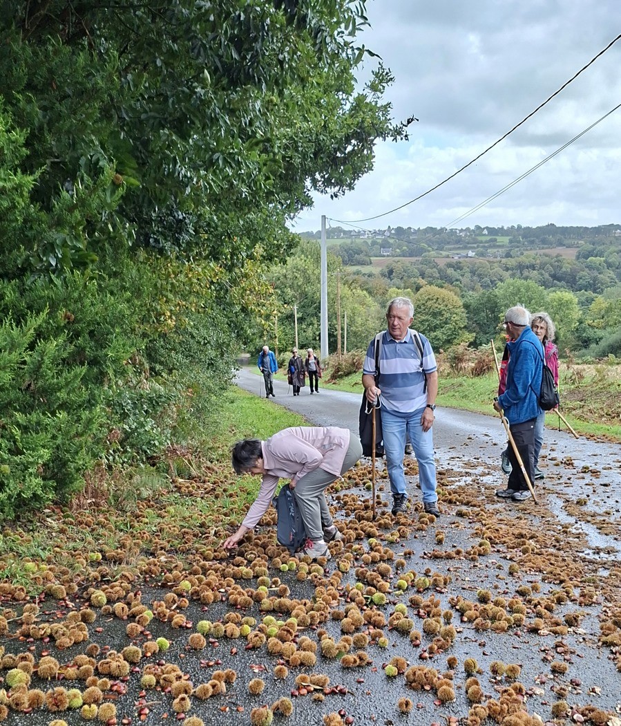 Dans les châtaignes