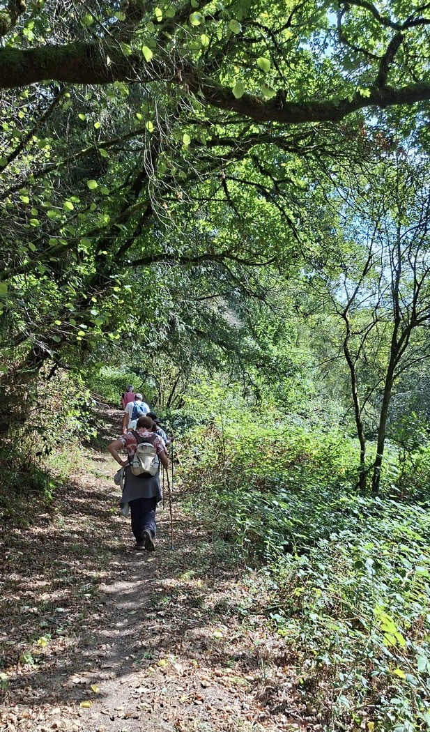 Dans les bois
