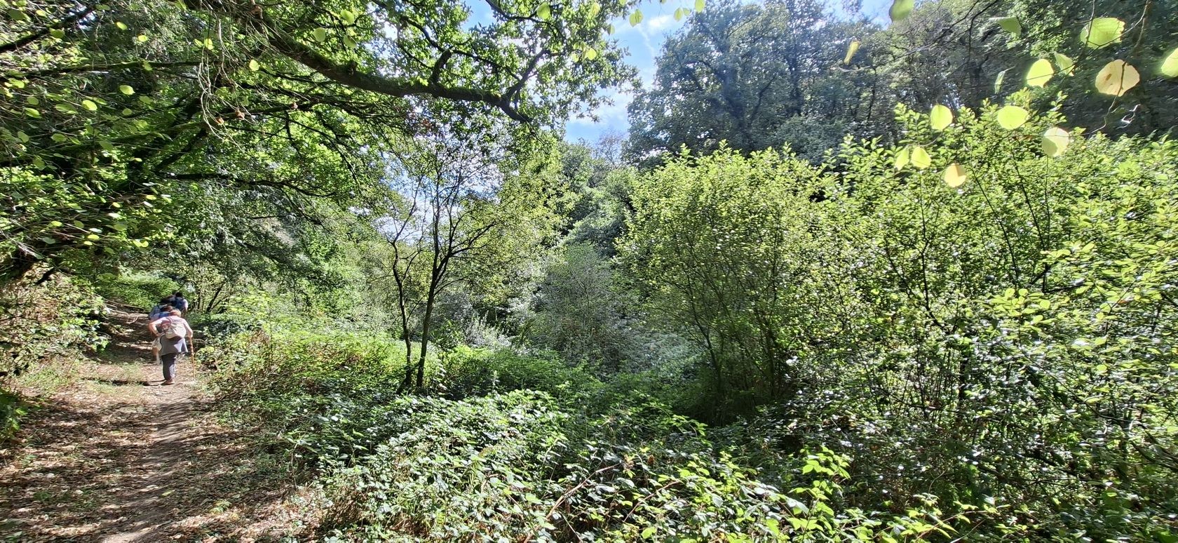 Dans les bois