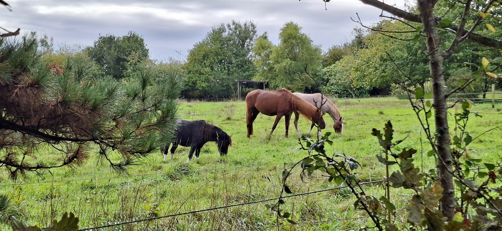 Des chevaux