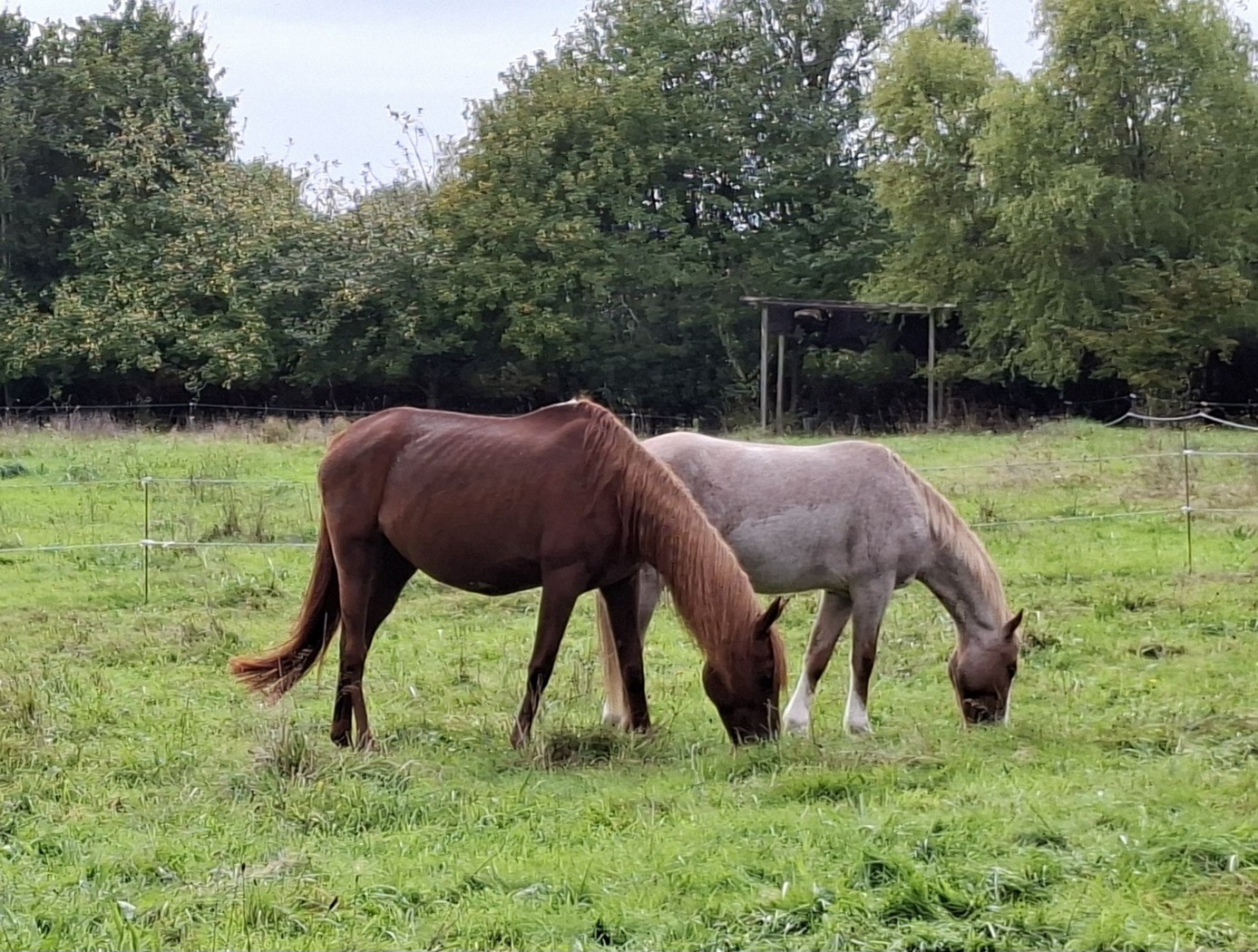 Des chevaux
