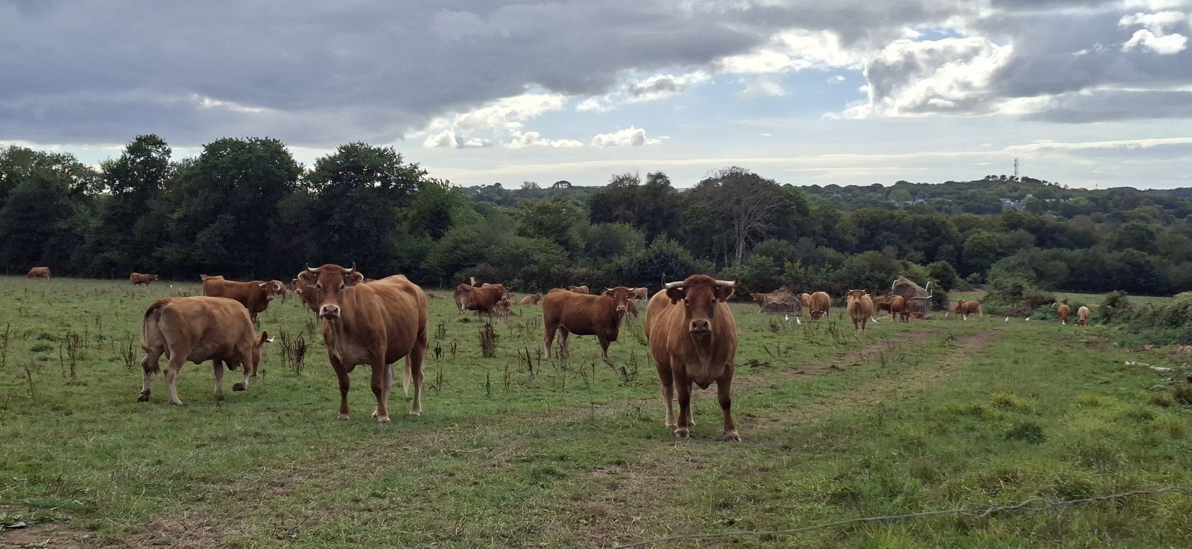 Troupeaux de vaches allaitantes