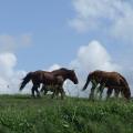 Des chevaux ( dont un mâle au moins d'après la photo)