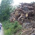 Dans les bois avec les arbres abattus par la tempête