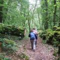 Une montée dans les bois