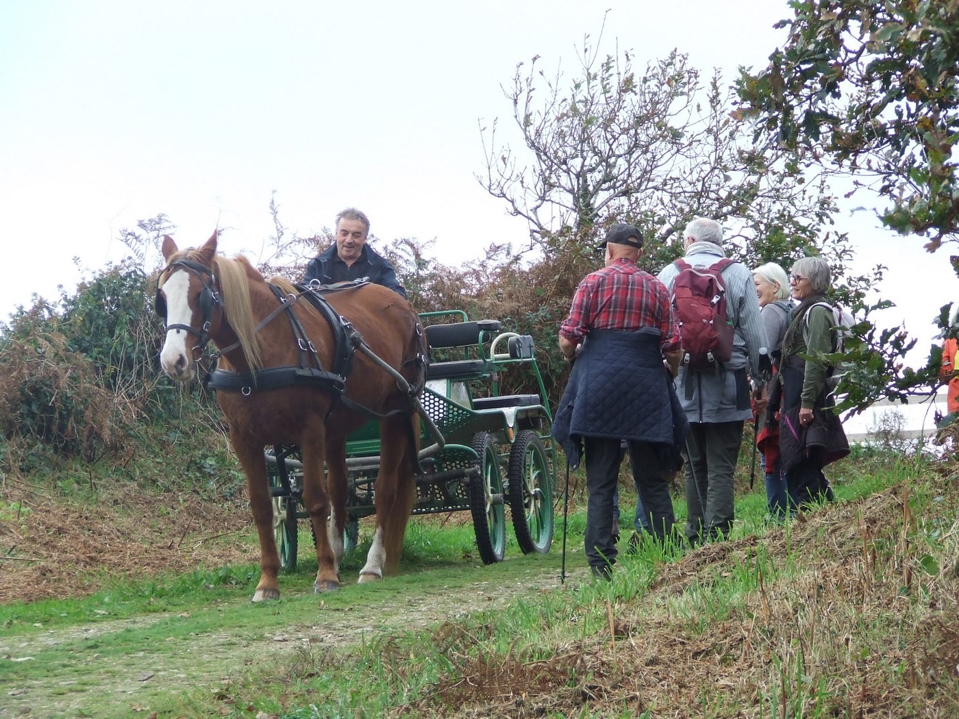 Un cheval et sa carriole