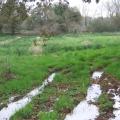 Chemin humide vers Saint-Renan