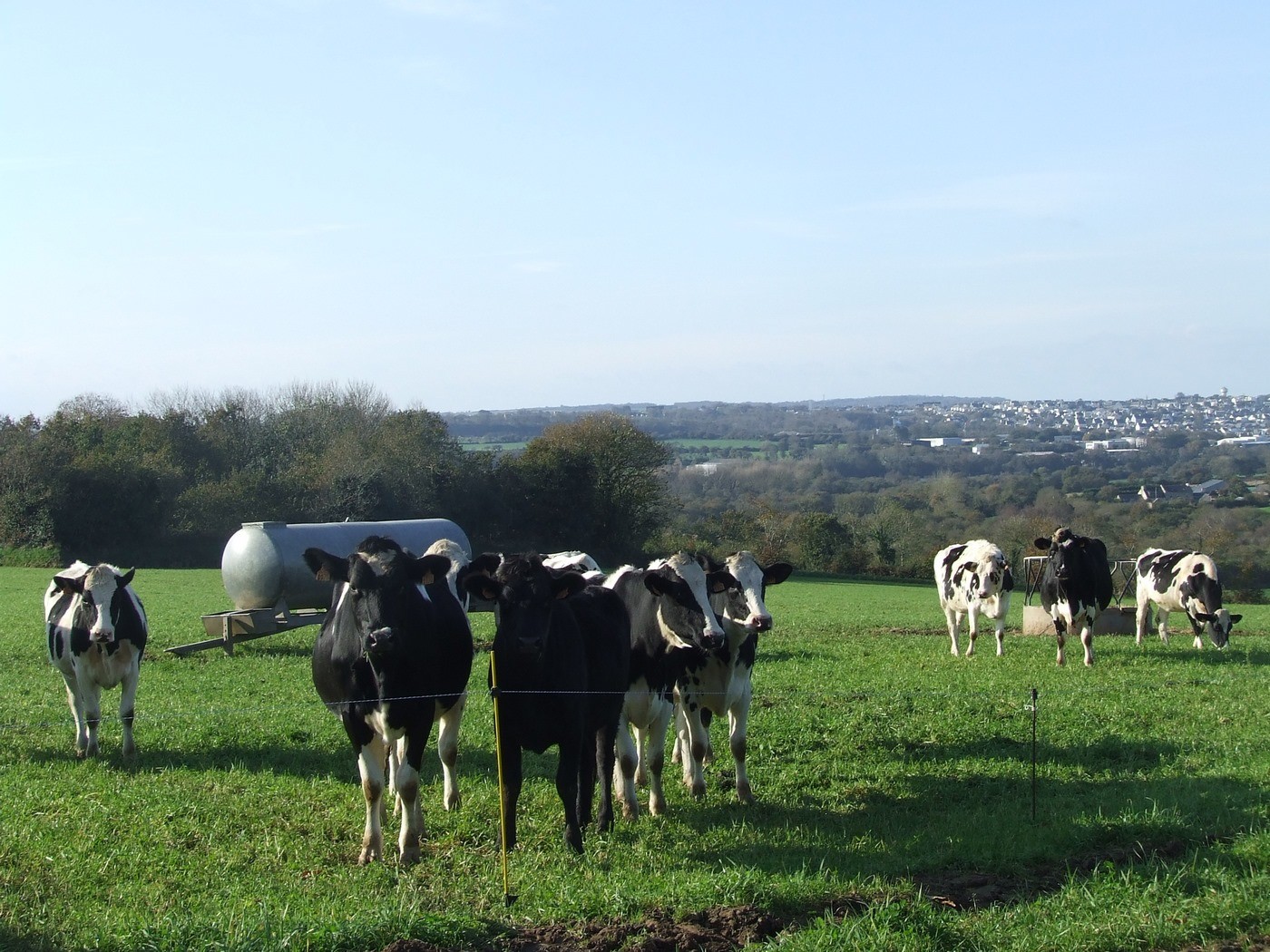 Un troupeau de vaches laitières