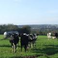 Un troupeau de vaches laitières