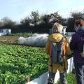 Le jardin potager de Bernard