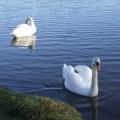 Deux cygnes sur l'anse de Kerhuon