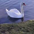 Un cygne sur l'anse de Kerhuon