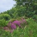 De la bruyère dans la verdure