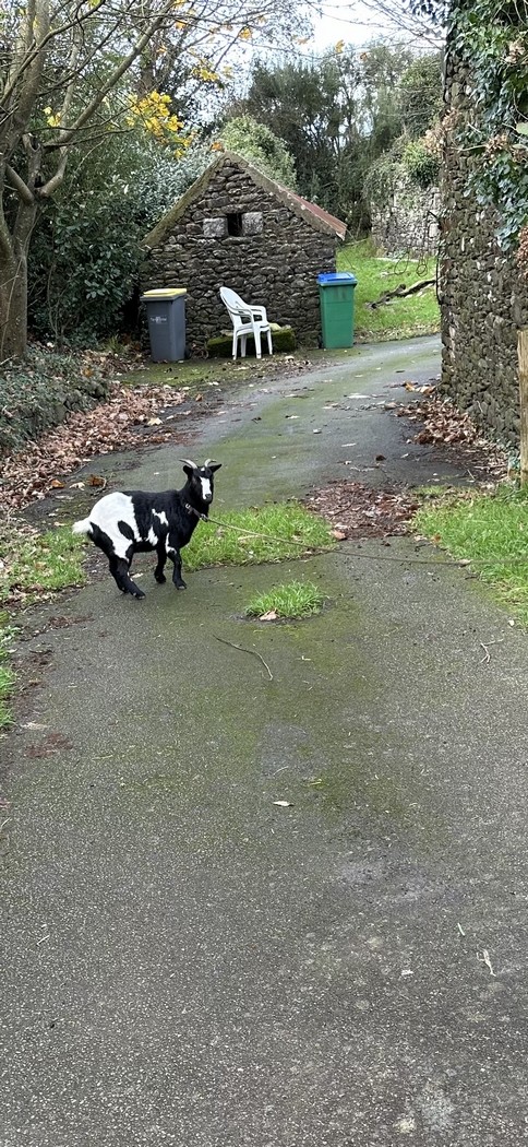 Une chèvre comme chien de garde