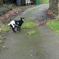 Une chèvre comme chien de garde