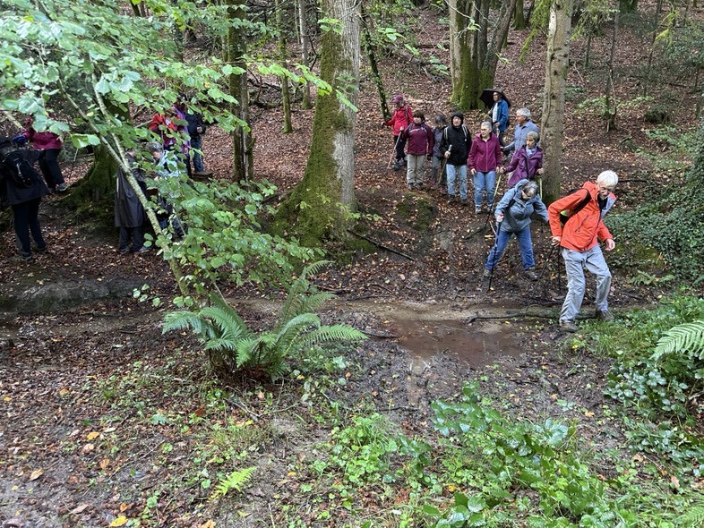 Dans les bois