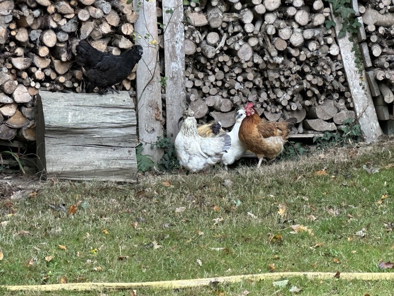 Les poules